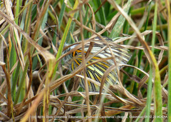 Tatochila xanthodice