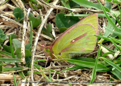 Colias dimera