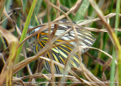 Tatochila xanthodice