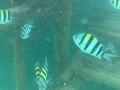 Abudefduf vaigiensis