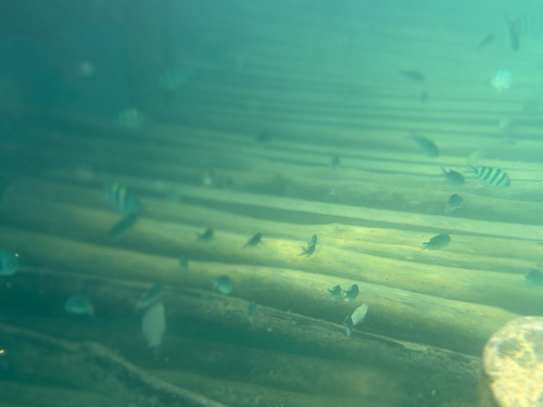 Abudefduf vaigiensis