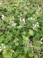 Lamium amplexicaule