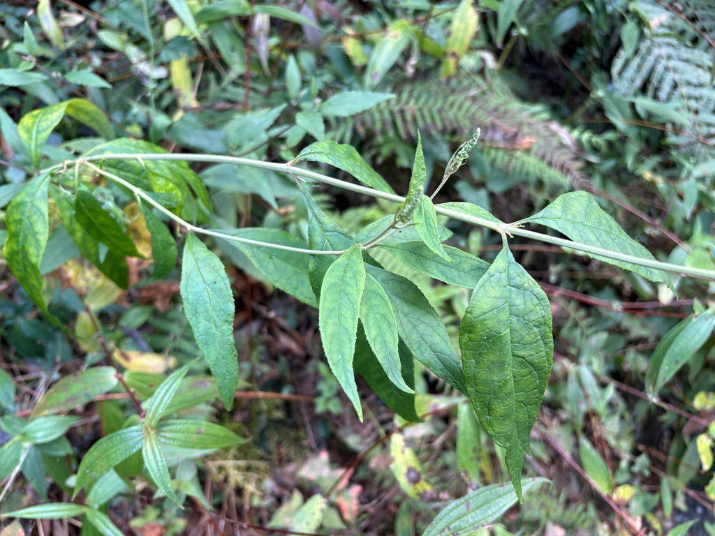 Bọ chó á – Buddleja asiatica