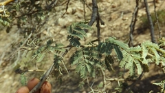 Vachellia etbaica