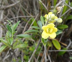Columellia oblonga