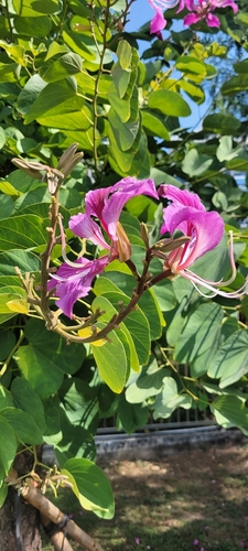 Hong Kong orchid tree (Bauhinia ×)