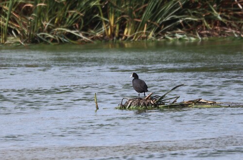 iNaturalist: (c) jandutoit, some rights reserved (CC BY-NC) iNaturalist image