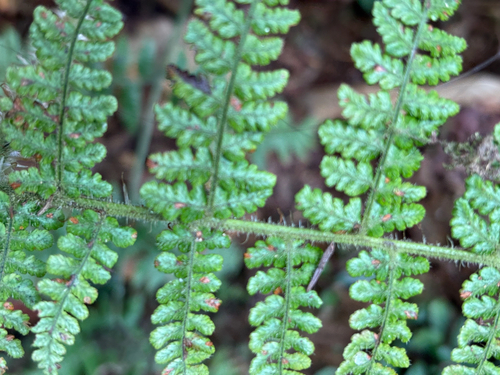 Dryopteris peranema, photograph 4