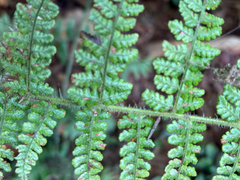 Dryopteris peranema, photograph (c) 黃美滿, some rights reserved (CC BY)