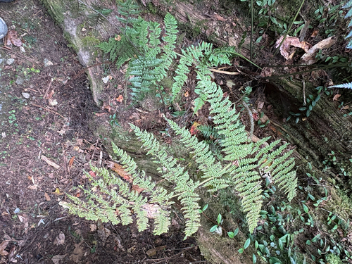 Dryopteris peranema, photograph 2