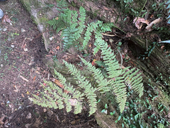 Dryopteris peranema, photograph (c) 黃美滿, some rights reserved (CC BY)