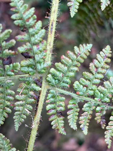Dryopteris peranema, photograph 5