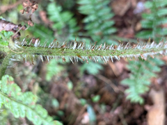 Dryopteris peranema, photograph (c) 黃美滿, some rights reserved (CC BY)