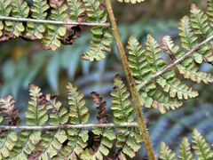 Dryopteris peranema, photograph (c) 黃美滿, some rights reserved (CC BY)