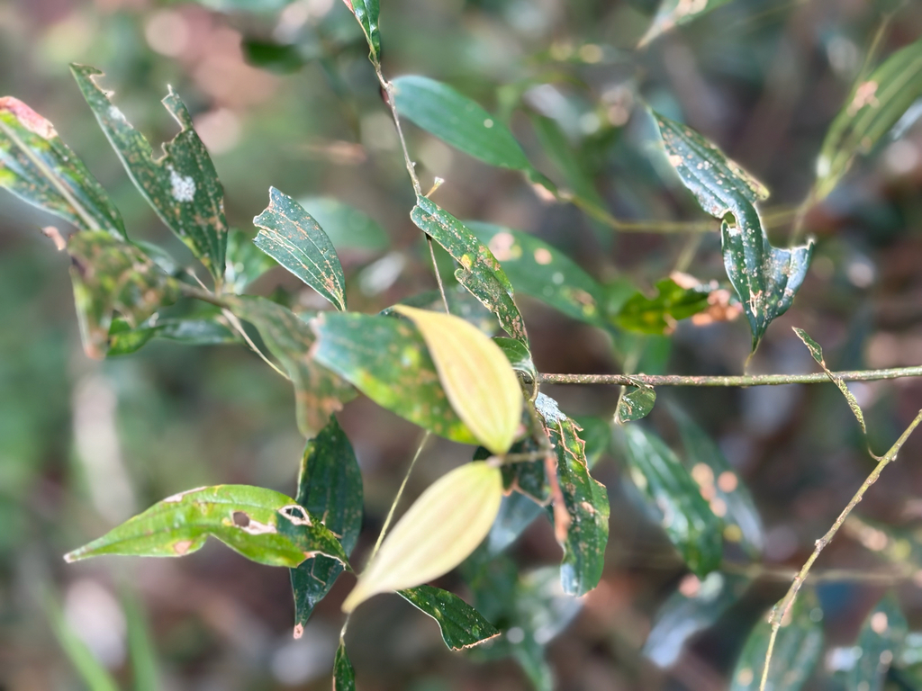 Cinnamomum subavenium; photograph (c) 黃美滿, some rights reserved (CC BY)