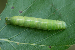 Orthosia incerta