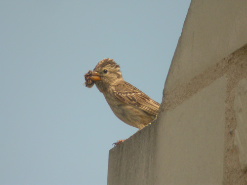 Gorrión chillón (Petronia petronia)