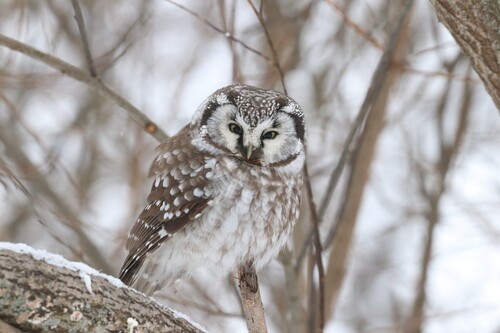 Boreal Owl (Aegolius funereus)