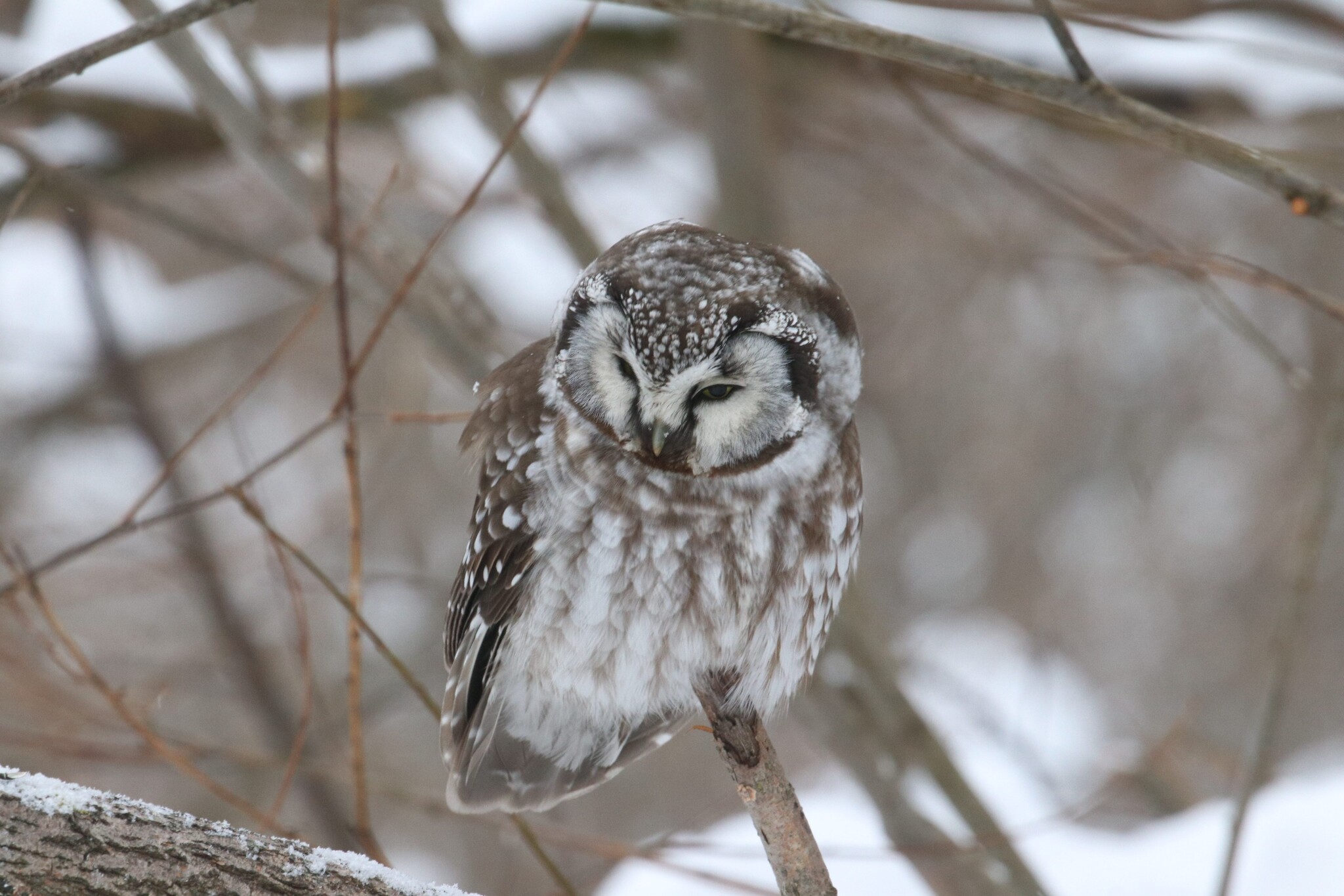 Boreal Owl (Aegolius funereus), photo 2