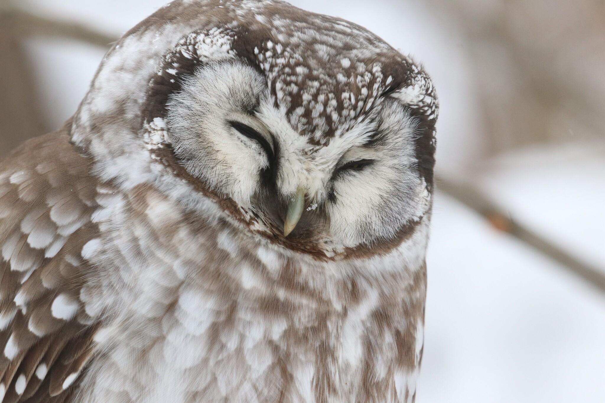 Boreal Owl (Aegolius funereus), photo 6