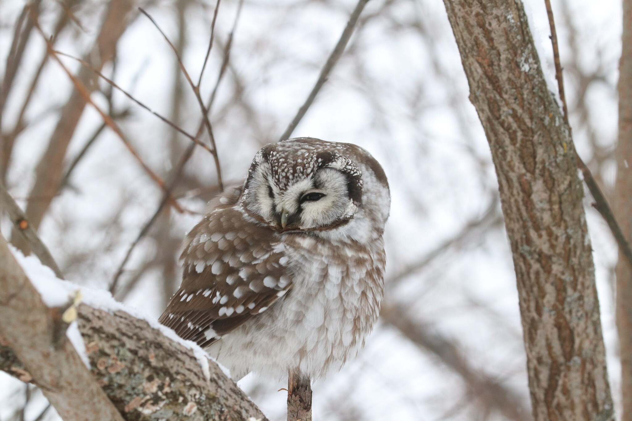 Boreal Owl (Aegolius funereus), photo 7