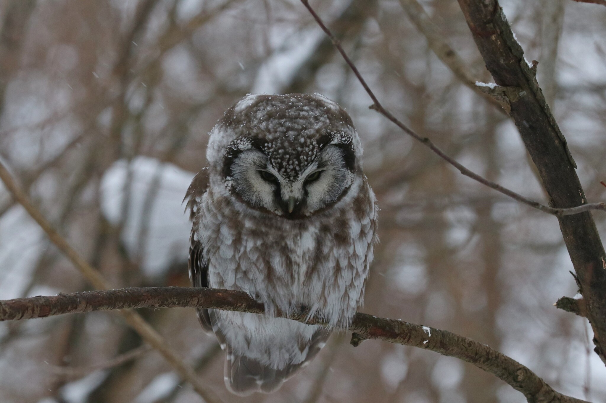 Boreal Owl (Aegolius funereus), photo 8