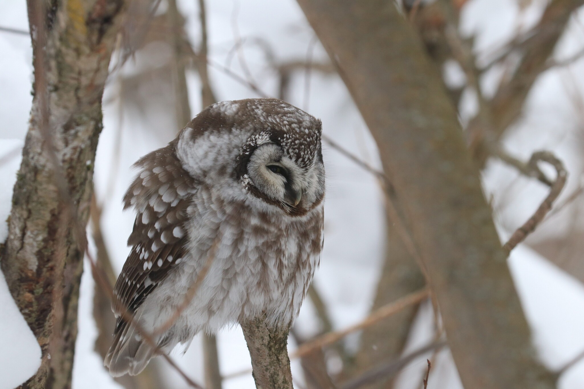 Boreal Owl (Aegolius funereus), photo 9