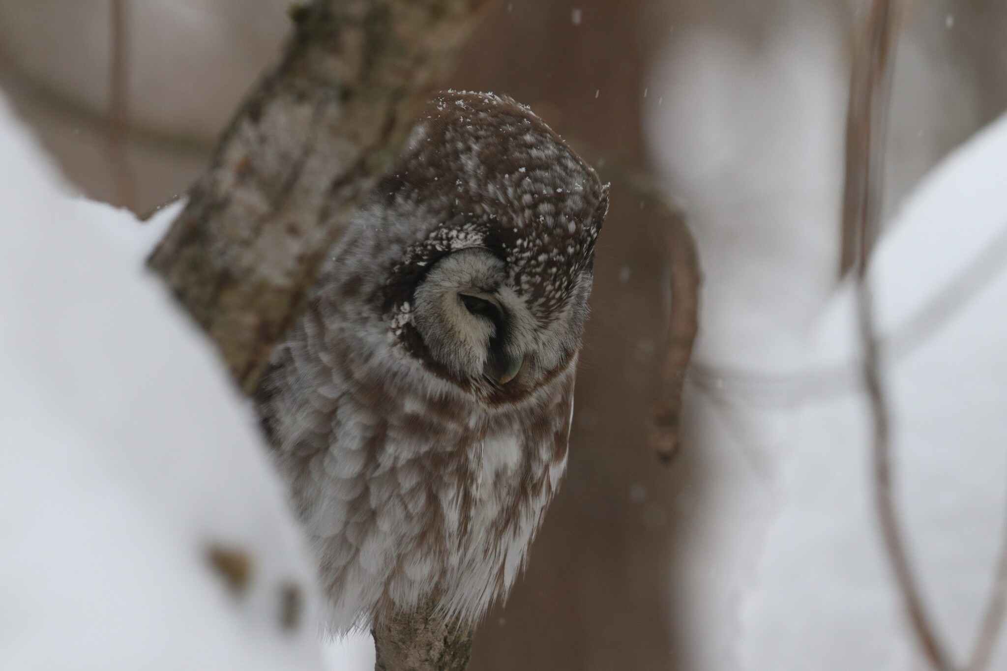 Boreal Owl (Aegolius funereus), photo 10