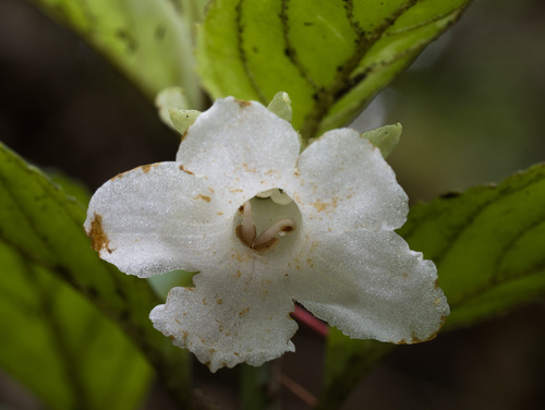Cyrtandra lysiosepala observed 2026-01-27