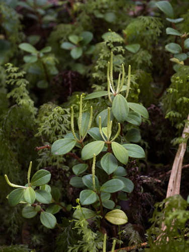Peperomia hypoleuca observed 2026-01-27