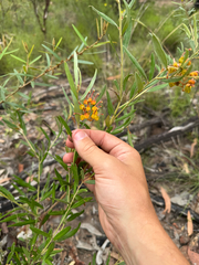 Grevillea floribunda, photograph (c) brandon_hewitt, some rights reserved (CC BY)