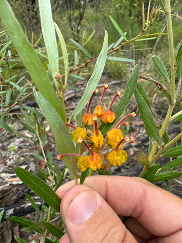 Grevillea floribunda, photograph 4