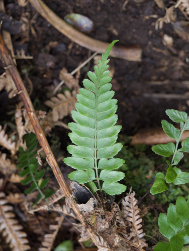 Asplenium lobulatum observed 2026-01-27
