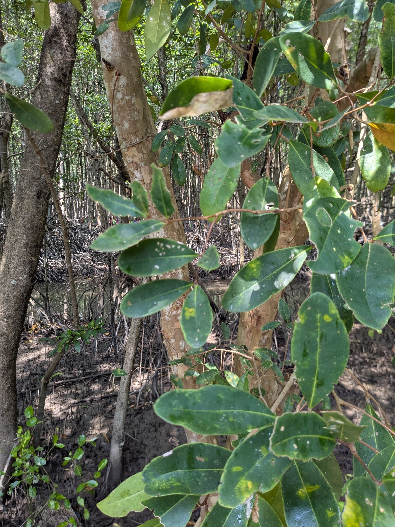Xylocarpus granatum (Xylocarpus granatum)