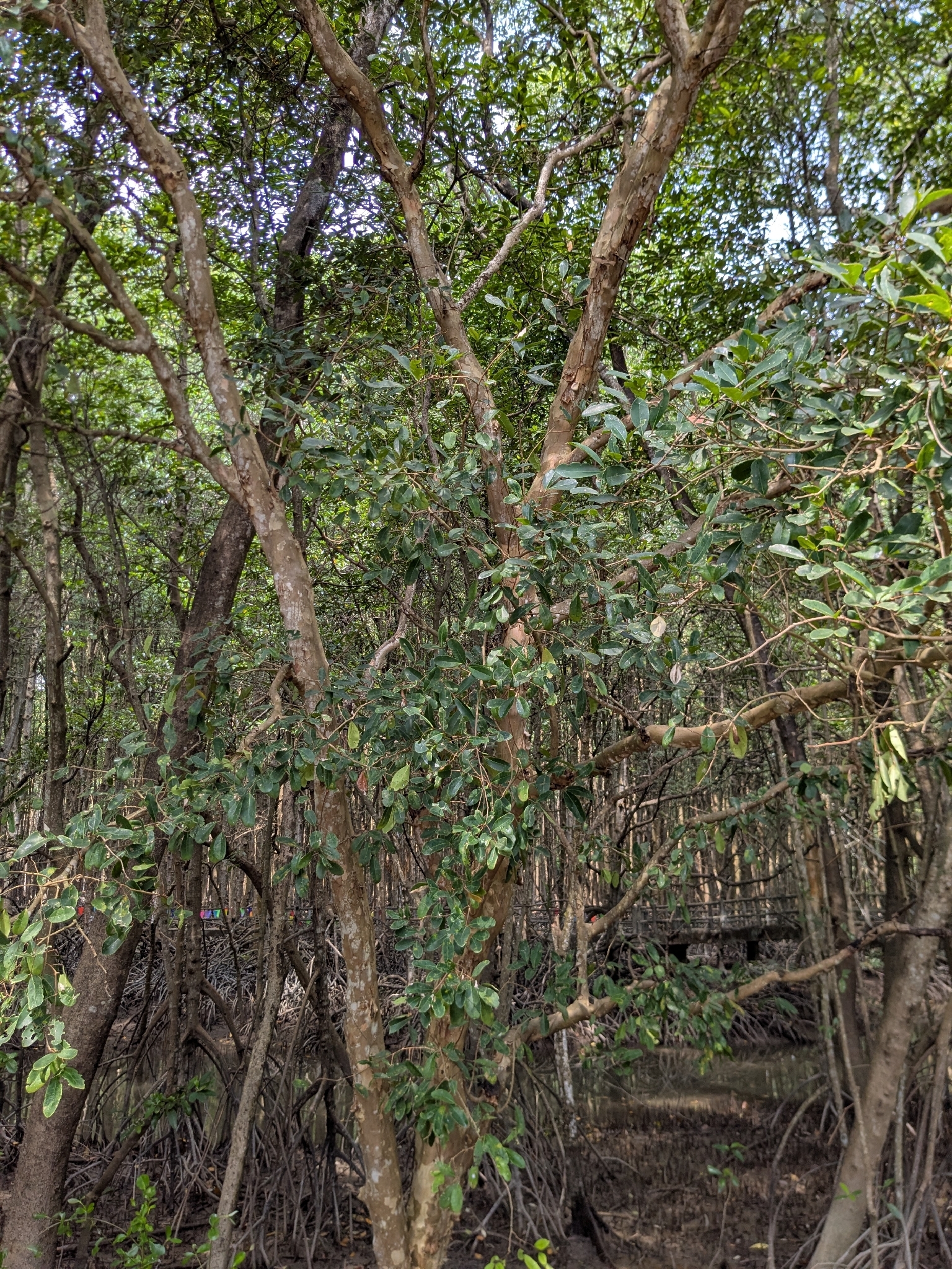 Xylocarpus granatum — ảnh 2