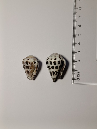 Conus ebraeus