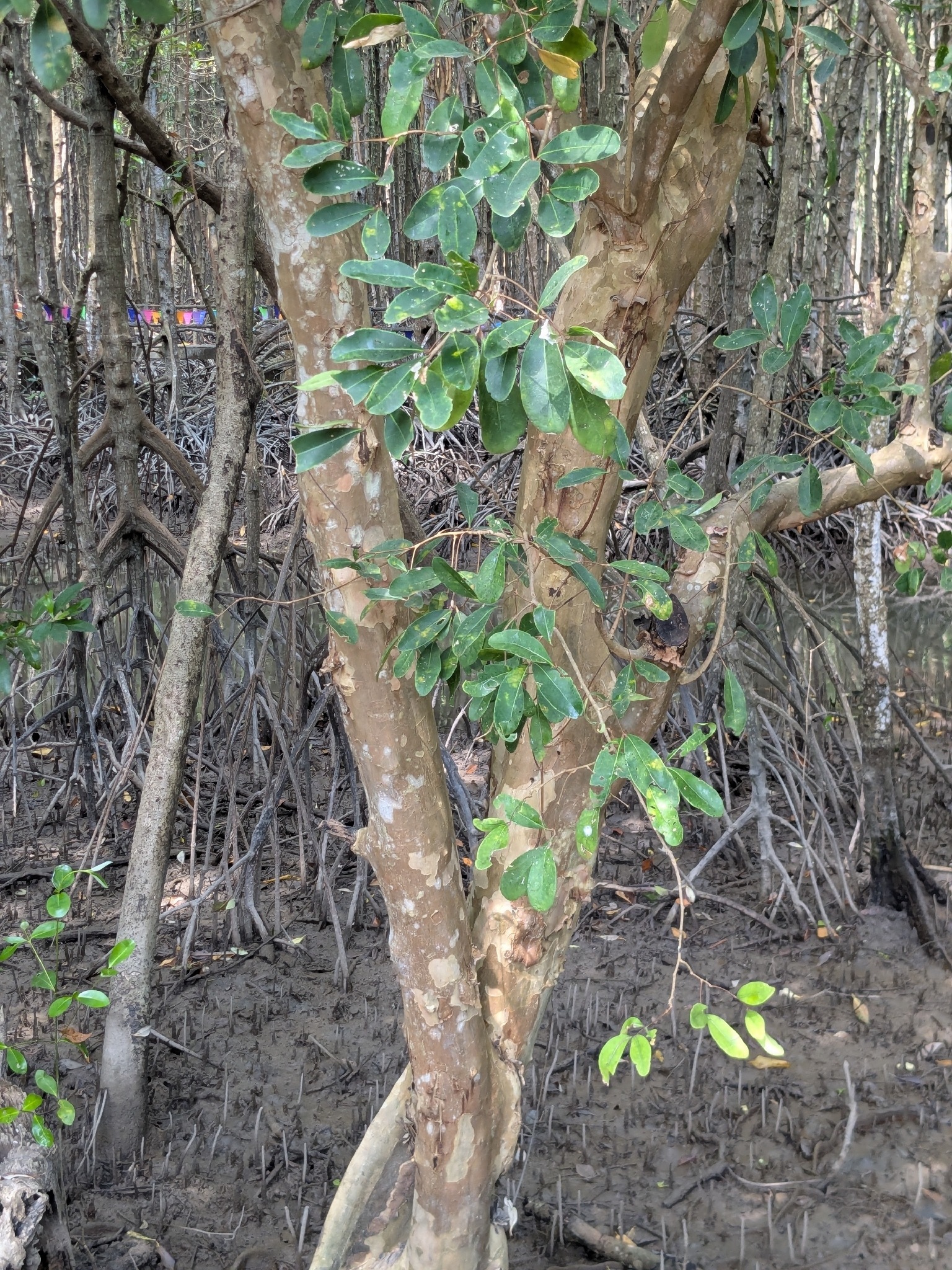 Xylocarpus granatum — ảnh 3
