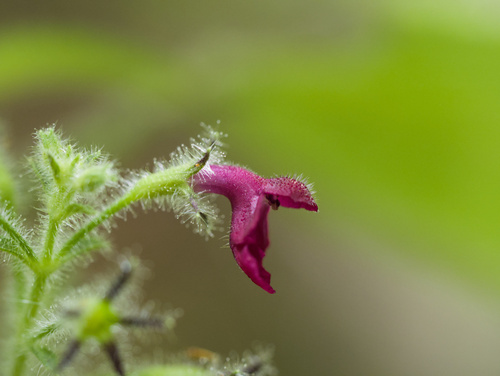Phyllostegia floribunda