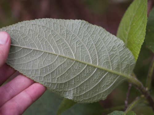Phyllostegia floribunda