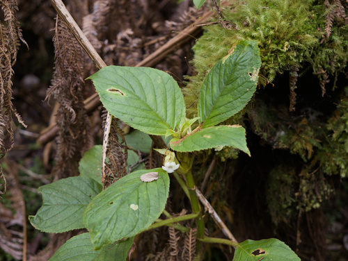 Cyrtandra lysiosepala observed 2026-01-27