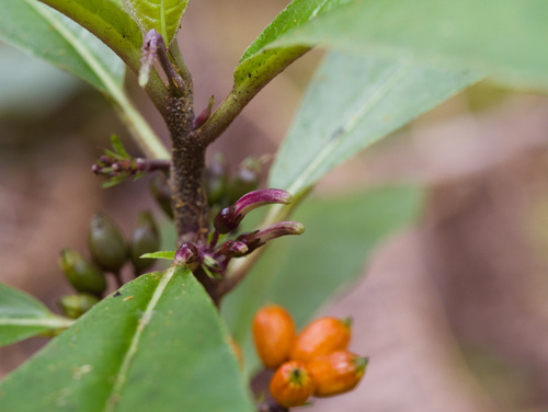 Cyanea floribunda observed 2026-01-27