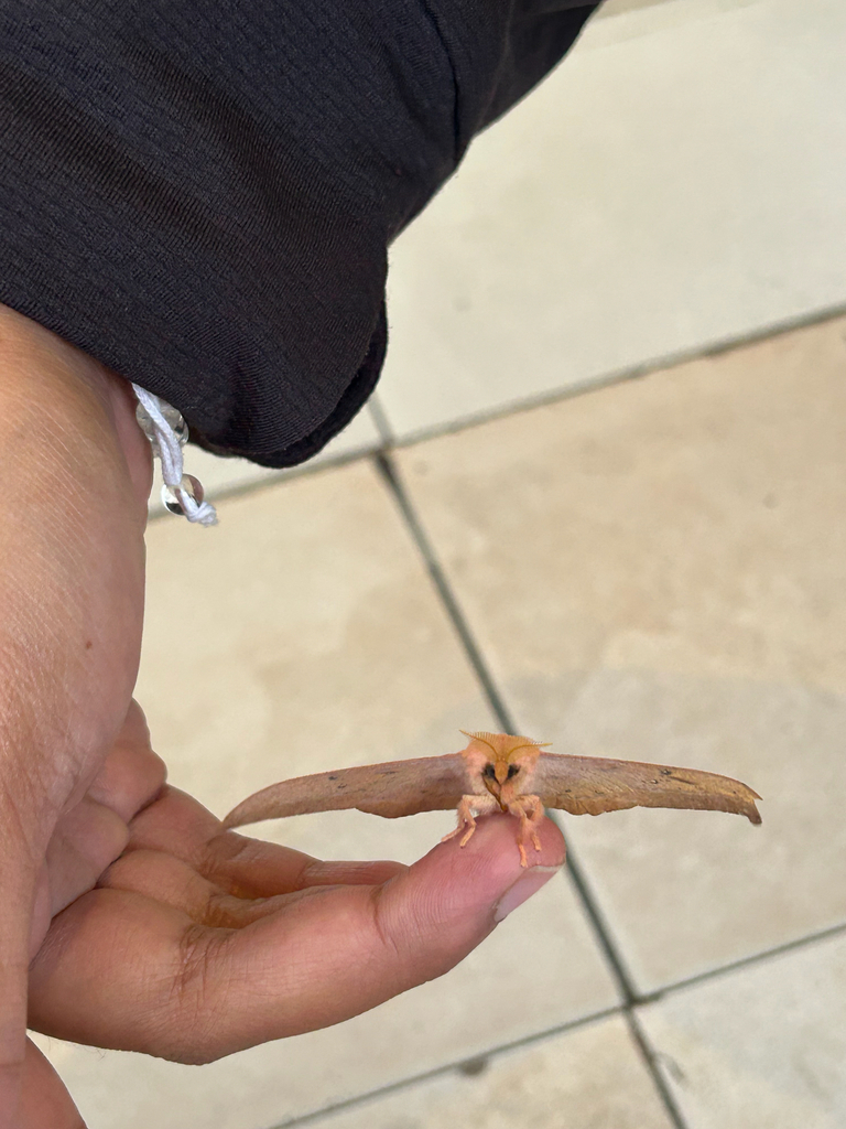 Cricula Silkmoth (Cricula trifenestrata)