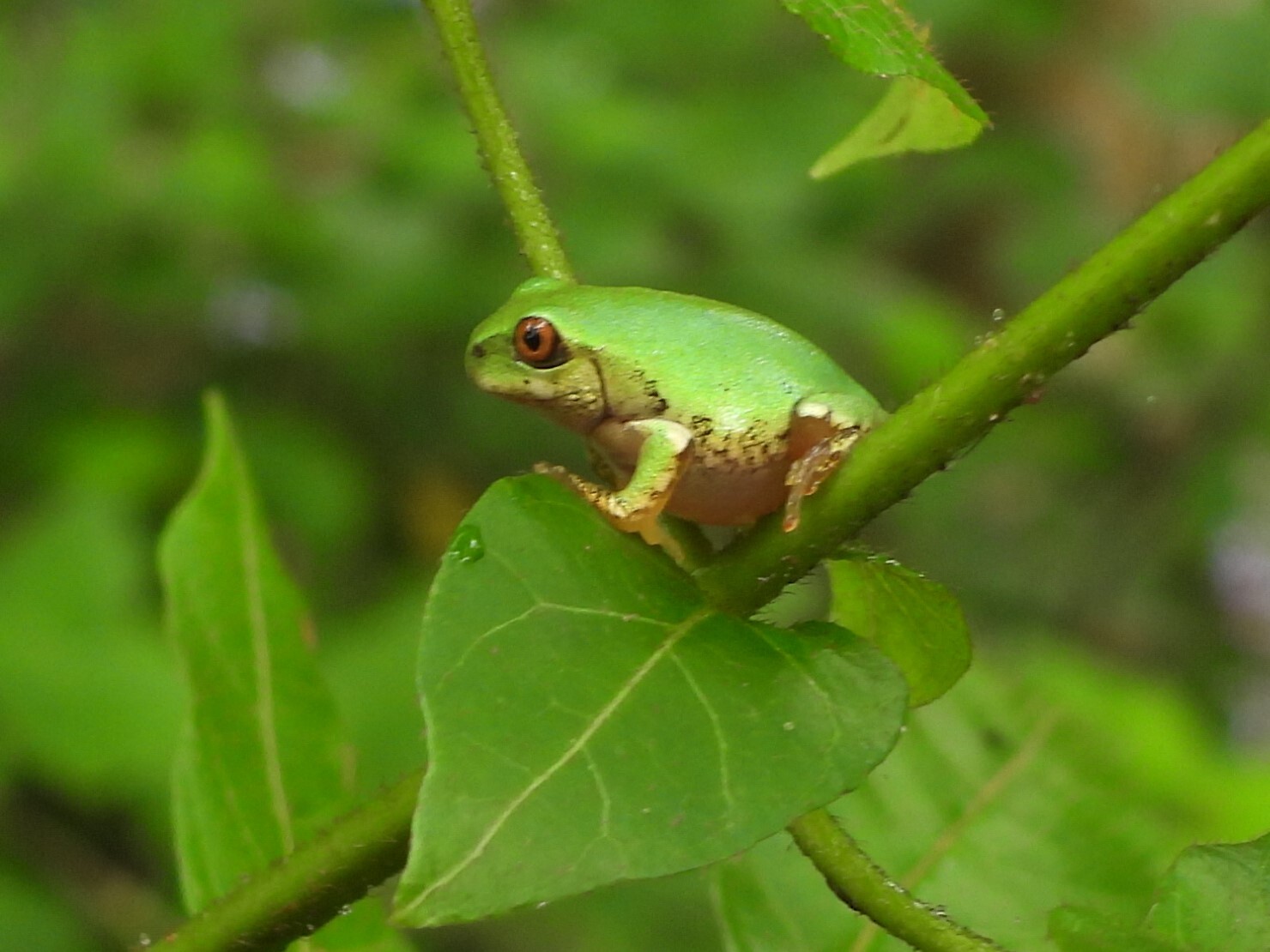 Leptopelis natalensis (Smith, 1849)