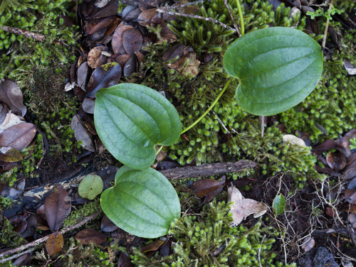 Smilax melastomifolia observed 2026-01-27