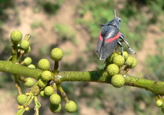 Polyclaeis equestris