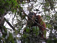 Pongo abelii