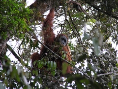 Pongo abelii