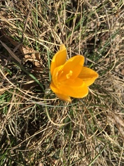 Crocus angustifolius