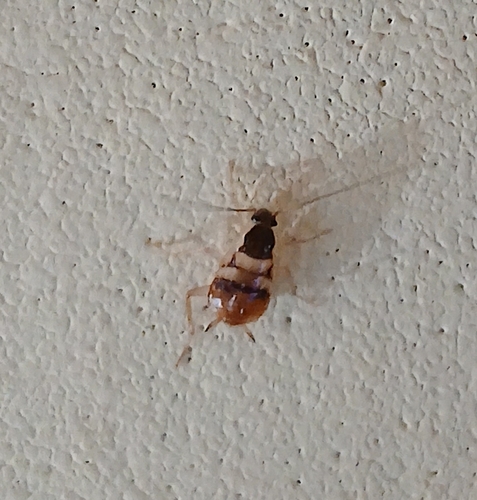 Brown-banded Cockroach