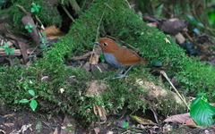 Grallaria rufocinerea